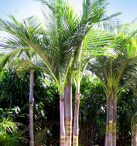 How Tall Do King Palms Grow? 