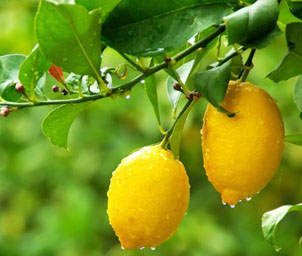Citrus