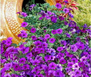 Ground Cover
