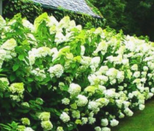 Shrubs