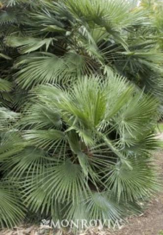 Mediterranean Fan Palm Antioch
