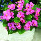 Alyssum 'Easter Bonnet Violet'