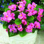 Begonia 'Bada Boom Mix'