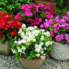 Begonia 'Bada Boom Rose'