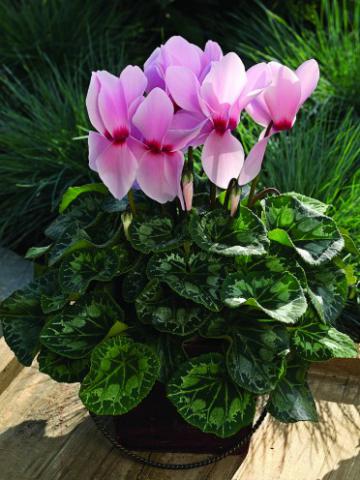 Bookmark and Share Cyclamen 'Sierra Synchro Light Pink with Eye'