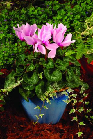 Cyclamen 'Concerto Salmon/eye'