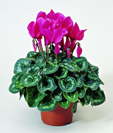 Cyclamen 'Sierra Deep Rose'