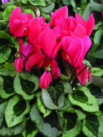 Cyclamen 'Winter Ice Salmon'