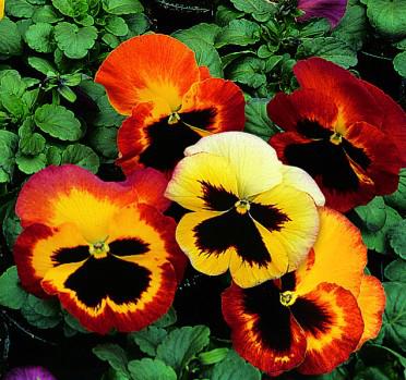 Pansy Delta Fire | Perez Nursery