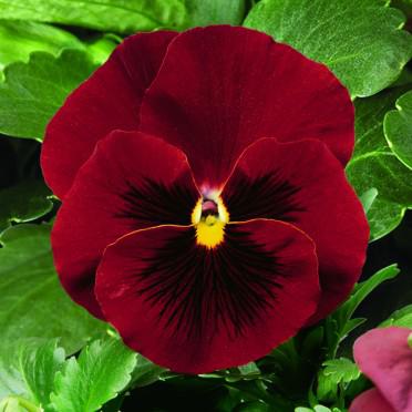 Pansy Delta Pure Red | Perez Nursery