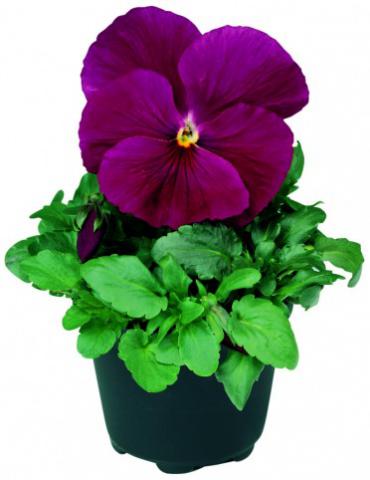 Pansy Delta Pure Rose | Perez Nursery