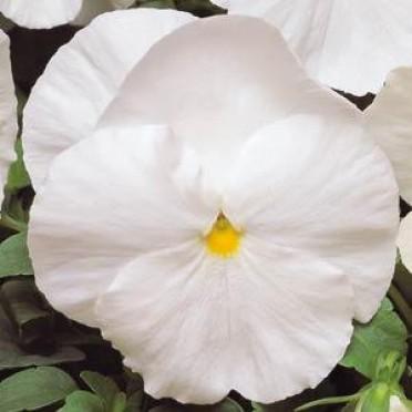 Pansy Matrix White | Perez Nursery