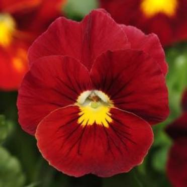 Pansy Panola Scarlet | Perez Nursery