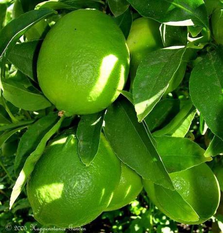 Bearss Lime 'Persian Limes'