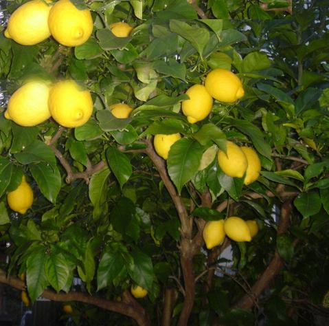 Lisbon Lemon