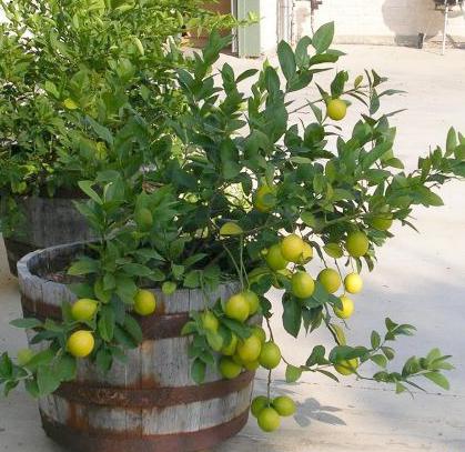 Mexican lime tree Oakley
