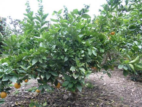 Robertson Navel Orange