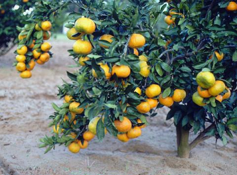 Satsuma Mandarin