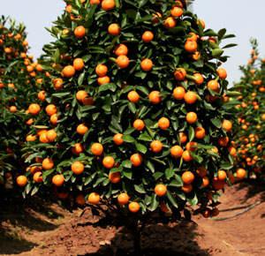 Valencia Orange