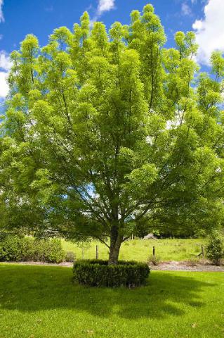 Claret Ash - Fraxinus Raywood
