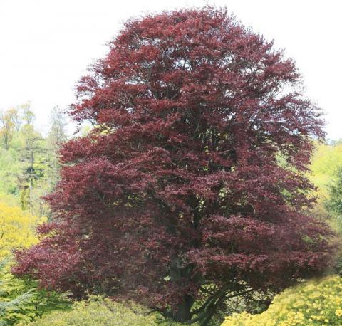 Fraxinus Purpurea