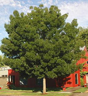 Fraxinus Raywood Ash