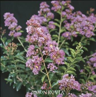 Lagerstroemia Zuni
