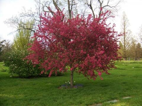 Malus Crabapple