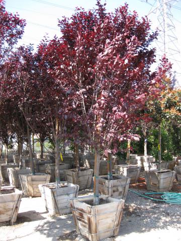 Prunus Krauter Vesuvious