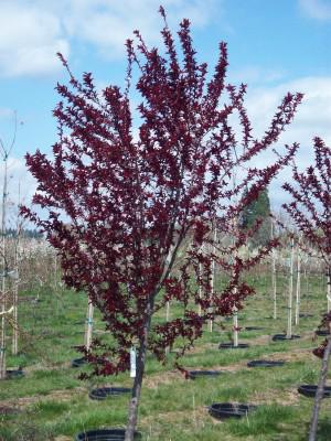 Prunus Purple Pony Oakley