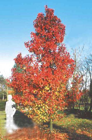 Pyrus calleryana Chanticleer