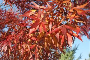 Red Canopy Foliage