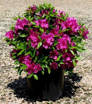 Blue Danube Azalea