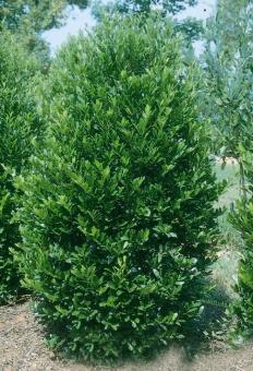 Carolina Laurel
