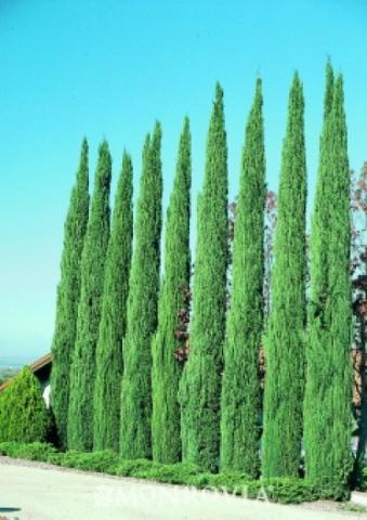 Cupressus semp. Glauca Italian cypress