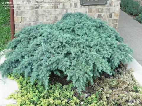 Deodar Cedar