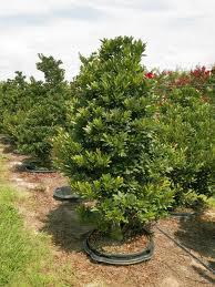 Elaeocarpus Decipiens (Japanese Blueberry)