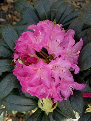 Holden Rhododendron