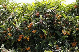 Loquat tree Brentwood