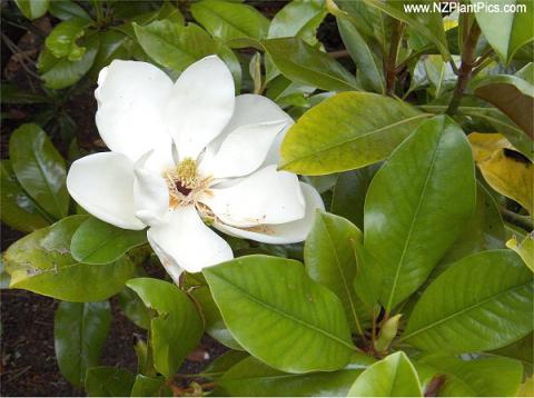 Magnolia Grandiflora Oakley
