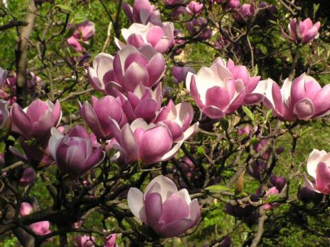 Magnolia Soulangiana