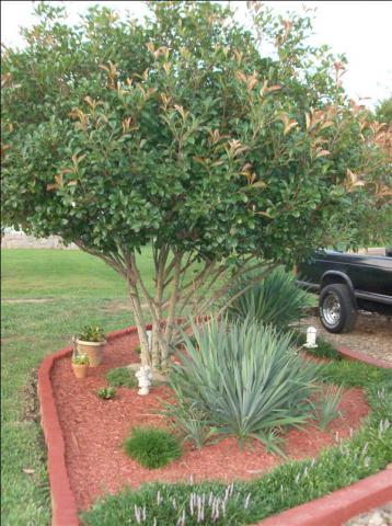 Photinia tree Brentwood