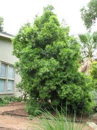 Podocarpus gracilior