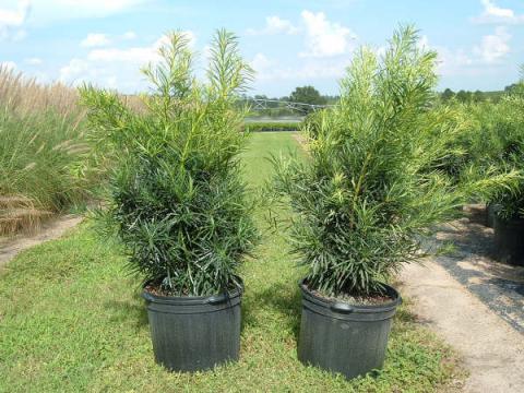 Podocarpus maki Discovery Bay
