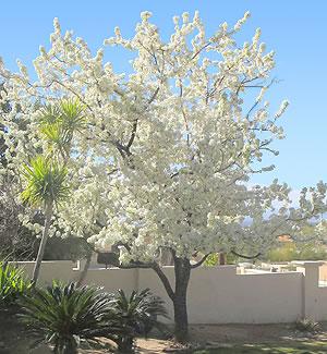 Pyrus Kawakamii 'Evergreen Pear Tree'