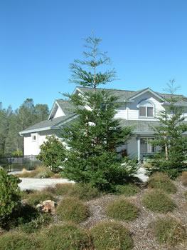 Sequoia Aptos Blue