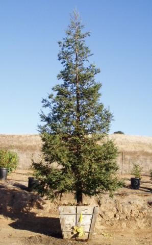 Sequoia Soquel