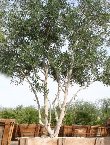 Swan Hill Olive