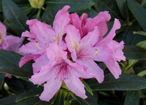 Vernus Rhododendron