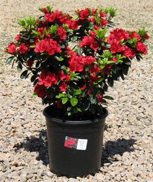 Ward's Ruby Azalea Antioch